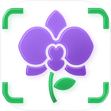 Orchid Care